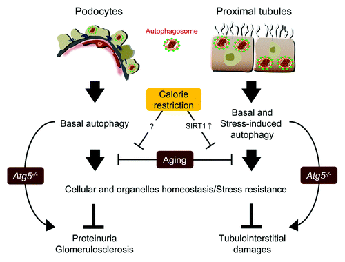 Figure 5. Autophagy in kidney aging. In both podocytes and proximal tubular cells, autophagy maintains cellular and organelles homeostasis under both basal and stress conditions. Normal aging process or a deletion of Atg5 gene alters autophagy in podocytes and proximal tubular cells, leading to kidney aging. Calorie restriction prevents the progression of kidney aging in a part through SIRT1-dependent autophagy.