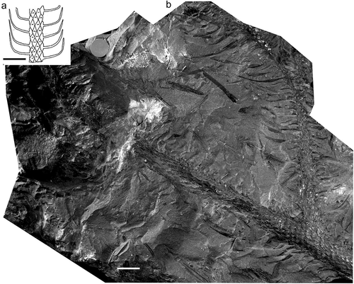 Figure 9. Lepidodendron ophiurus (Brongniart) Brongniart. (a), Drawing of leafy shoot by Deborah Spillards (from Cleal and Thomas Citation1994). (b), Muséum national d’Histoire naturelle (Paris), Specimen F.1327 (holotype); Newcastle upon Tyne, Tyneside, UK; Pennines Coal Measures. All scale bars = 10 mm.