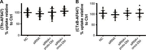 Figure S3 Confocal imaging analyzed the uptake of (A) Tfn-AF647 and (B) CTxB-AF647 after endogenous Dbl knockdown followed by Dbl-GST overexpression.Notes: Scatterplots depict the uptake changes of indicated drugs in single-cell populations. Uptake levels in non-transfected SKOV3 cells were set at 100% for comparison. NC, scb-siRNA transfected SKOV3 cells. ≥60 cells were counted for each transfection.