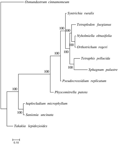 Figure 1. Molecular phylogenetic analyses of H. microphyllum and other mosses. Tetraplodon fuegianus (KU171381.1), Tetraphis pellucida (NC_024291.1), Takakia lepidozioides (NC_028738.1), Syntrichia ruralis (NC_012052.1), Sphagnum palustre (NC_030198.1), Sanionia uncinata (NC_025668.1), Pseudocrossidium replicatum (MG132071.1), Physcomitrella patens (NC_005087.2), Orthotrichum rogeri (NC_026212.1), Nyholmiella obtusifolia (NC_026979.1), and Osmundastrum cinnamomeum (NC_024157).