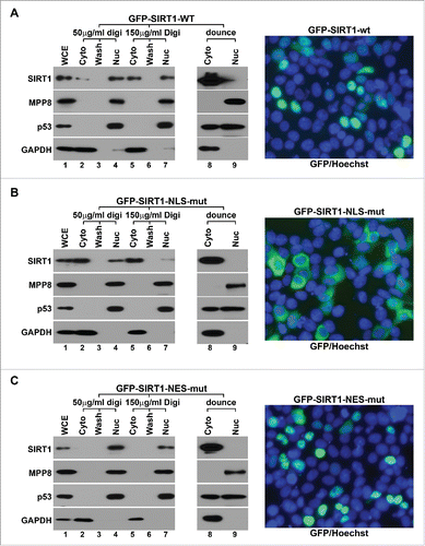 Figure 3. Digitonin-Ficoll fractionation preserves SIRT1 in its original subcellular localization. (A) 293T cells transiently expressing GFP-SIRT1-wt were fractionated by Digitonin-Ficoll (with 2 digitonin concentrations) and conventional approach using a Dounce homogenizer followed by western blot analysis (left panels). Merged live cell images were taken for same cells (right panel) which were stained with Hoechst 33342 (blue) to indicate nuclei. (B) The same analyses of 293T cells transiently expressing the cytoplasm-localized mutant GFP-SIRT1-NLS-mut. (C) The same analyses of 293T cells transiently expressing the nucleus-localized mutant GFP-SIRT1-NES-Mut. In all panels, WCE stands for the whole cell extract, Cyto and Nuc stand for the cytoplasmic and the nuclear fractions respectively. Wash stands for the washed fraction.