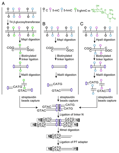 Figure 1. Schematic presentation of the HMST-Seq method. For (A) “C + mC” library, the genomic DNA was first glucosylated, and then digested with MspI. For (B) “C” library and (C) “C + mC + hmC” library, genomic DNA was directly digested with MspI or HpaII, respectively. After digestion, the DNA fragments from each of the three libraries were ligated to biotinylated linkers, fragmented by NlaIII cleavage and captured by streptavidin-conjugated beads. Then, the captured DNA fragments were ligated with linkers (N) containing a MmeI recognition site, and digested with MmeI that generates short sequence tags. Finally, the tag sequences were ligated with P7 adapters, amplified by PCR and sequenced.