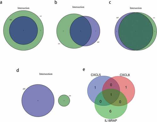 Figure 11. Based on differential and correlation analyses, the immune cells that were closely related to key genes were analyzed by using a venn diagram. (a) two types of tumor-infiltrating immune cells (TIICs) closely related to CXCL5 expression. (b) two types of TIICs closely related to CXCL8 expression. (c) seven types of TIICs closely related to IL18RAP expression. (d) there were no common immune cells in the differential and correlation analyses of TREM2. (e) venn diagram showing the common TIICs related to CXCL5, CXCL8, and IL18RAP.