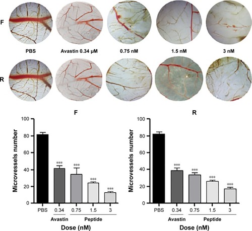 Figure 4 Effect of the purified peptides on CAM in vivo.