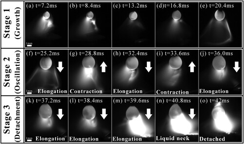 Figure 4. The three stages of droplet growth, oscillation and detachment.