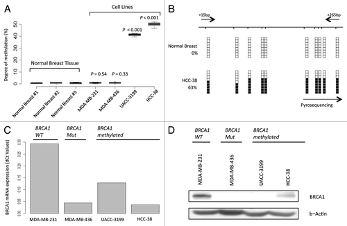 Figure 1. BRCA1 promoter CpG island hypermethylation is associated with transcriptional silencing. (A) Pyrosequencing analysis of BRCA1 CpG island demonstrates hypermethylation in UACC-3199 and HCC-38 cancer cells. (B) Bisulfite genomic sequencing of eight individual clones in the BRCA1 promoter CpG island: examples of a normal breast and the breast cancer cell line HCC-38 are shown. Presence of a methylated or unmethylated cytosine is indicated by a black or white square, respectively. Black arrows indicate the position of the bisulfite genomic sequencing primers. (C) Real-time PCR expression of the BRCA1 transcript. (D) BRCA1 expression was also determined by western blot and the β-actin protein was used as a loading control. The UACC3199 and HCC-38 breast cancer cells show a hypermethylated CpG island in association with the downregulation of the BRCA1 protein. MDA-MB-231 (wild-type) and MDA-MB-436 (mutant) are shown as positive and negative controls for BRCA1 expression.