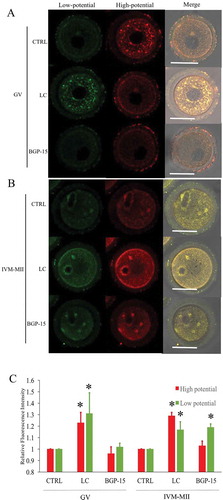 Figure 7. Effects of LC and BGP-15 on mitochondrial membrane potential during in vitro maturation of oocytes. (a) Mitochondrial membrane potential staining of GV oocytes after GVBD inhibition with milrinone. LC improved both high and low mitochondrial membrane potential staining. (b) Mitochondrial membrane potential staining of MII oocytes after IVM. (c) Relative fluorescence intensity analysis. Red fluorescence indicated mitochondria with higher membrane potential and green fluorescence indicated lower potential mitochondria.* indicated significant difference (P < 0.05) compared to CTRL group. Bar indicated 50μm in panel A.