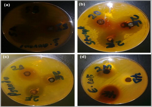 Figure 2. The plates showing the zones of inhibition of susceptibility of: (a) S. aureus against 5a, 5 b and 5i with new codes of 3a, 3 b, and 3c respectively (b) S. faecalis against 2d, 2e and 2f with new codes of 3d, 3 g, and 3j respectively (c) P. aeruginosa against 2d, 2e and 2f with new codes of 3d, 3 g, and 3j respectively (d) E.coli against 2 m, 4d and 4e with new codes of 3f, 3e, and 3 h respectively.