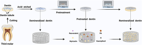 Figure 1 The process of preparing remineralization samples.