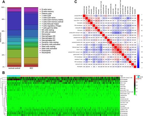 Figure 3 (A) A bar plot of the fractions of 22 types of immune cells in HCC and normal control tissues; (B) a heatmap of 22 types of immune cells in HCC and normal control tissues; (C) a correlation heatmap of 22 types of immune cells in HCC tissues.