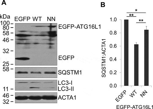 Figure 5. RAB33B-ATG16L1 interaction is essential for autophagy. (A) atg16l1−/− MEF transiently expressing EGFP or the indicated EGFP-ATG16L1 constructs were incubated in EBSS for 2 h, lysed and subjected to immunoblot analysis. (B) Normalized ratio of SQSTM1:ACTA1 from immunoblots in (A). Data are represented as mean ± SD, from 3 independent experiments. WT: wild type, NN: ATG16L1N206A,N209A. *p ≤ 0.05, **p ≤ 0.01 (Student’s t-Test)