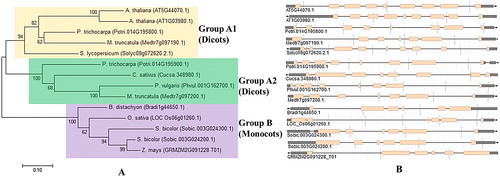 Figure 5. Phylogenetic tree showing 14 protein sequences of PCS from 10 higher plants. (A) Tree was constructed by MEGA7 using ML method based on the JTT matrix-based model and bootstrap consensus tree was generated with 1000 replicates. (B) Exon–intron organisations of PCS genes obtained from Phytozome database. Pink boxes and thin grey lines indicate the exons and introns, respectively.