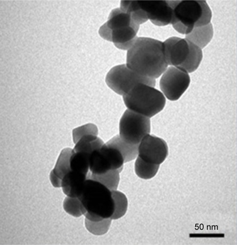 Figure 1 Representative TEM images of nano-ZrO2.Note: The average particle size was estimated to be ~40 nm.Abbreviations: nano-ZrO2, zirconium oxide nanoparticles; TEM, transmission electron microscopy.
