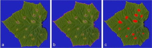 Figure 2. The example cucumber leaf images: (a) scanned image before segmentation with necrotic symptoms of P. syringae pv. lachrymans infection; (b) the leaf area separated from the background (pink line) based on the background-specific color; (c) the result of classification shown as red areas overlapped with the necrotized leaf regions.