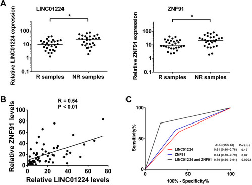 Figure 5 Expressions of LINC01224 and ZNF91 were associated with radiotherapy response. (A) Scatter plots of expression of LINC01224 and ZNF91 in NSCLC tissue samples. (*P < 0.05) (B) Correlation between the expression of LINC01224 and ZNF91 in NSCLC tissue samples, expressed using the Spearman correlation coefficients (R) and linear regression (solid lines). (C) ROC analyses assessing the association of LINC01224/ZNF91 expression levels and radiotherapy response of NSCLC patients. Expression levels of LINC01224 and ZNF91 were dichotomized and their categories represented by the score of 1 or 0 as follows: score 1 = LINC01224 or ZNF91 levels ≥ median; score 0 = converse of criteria for score 1. Combined analyses of LINC01224 and ZNF91 used the sum of scores.
