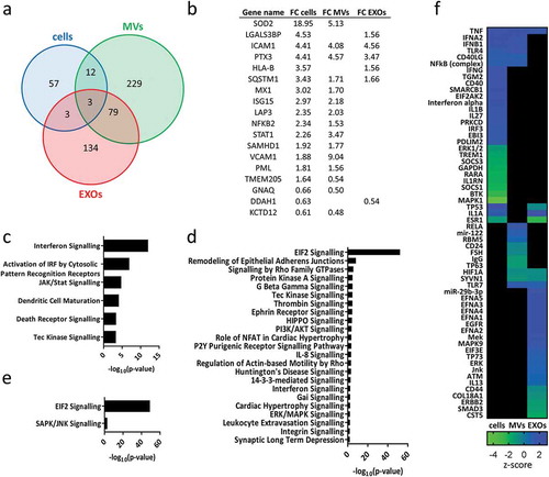 Figure 4. (a) Venn diagram displaying differentially expressed proteins after exposure to TNF in different samples: cells, MVs and EXOs. For detailed list see Supplementary Table 2. (b) Comparison of the fold-change (FC) of proteins found to be significantly up- or downregulated after exposure to TNF (p < 0.01, |FC|> 1.5) in both cells and EVs. The significant IPA canonical pathways enriched in cell (c), MV (d) and EXO (e) samples. The significance (–log10 (p-value)) for each pathway are displayed. (f) Heat map showing the results of the IPA upstream regulator analysis.