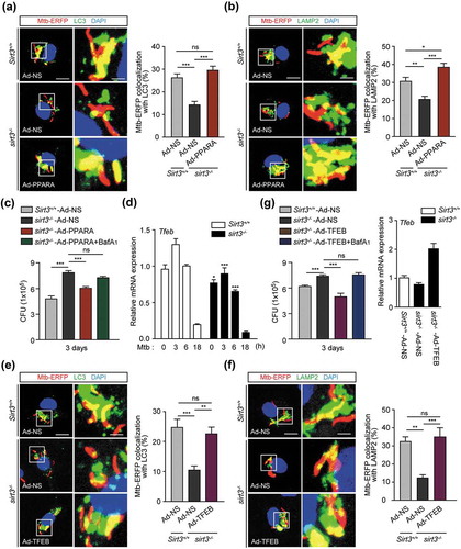 Figure 6. Either PPARA or TFEB enhances phagosomal colocalization with autophagosomes/lysosomes, and antimicrobial responses against Mtb infection. (a-c and e-g) BMDMs from Sirt3+/+ and sirt3−/- mice were transduced with a control adenovirus, virus expressing a mouse PPARA (a-c) or TFEB (e-g) plasmid for 36 h. (a,b,e and f) The cells were infected with Mtb-ERFP (MOI = 10) for 4 h (a and e) or 6 h (b and f), and then stained with Alexa 488-conjugated LC3 Ab (green; for a or e), LAMP2 Ab (green; for b or f), and DAPI (blue; for nuclei). Representative immunofluorescence images of three independent replicates are shown. Scale bars: 5 µm. Quantitative data of colocalization analyses showing the means ± SEM of three independent experiments, with each experiment including at least 100 internalized mycobacteria scored in seven random fields. (c and g) The cells were infected with Mtb (MOI = 1) for 4 h, then lysed to determine intracellular bacterial loads at 3 dpi. G Right, qRT-PCR analysis for overexpression efficiency of adenovirus containing mouse TFEB plasmid or a control adenovirus. (d) Sirt3+/+ and sirt3−/- BMDMs were infected with Mtb (MOI = 10) at the indicated times, and then subjected to quantitative real-time PCR. *P < 0.05, **P < 0.01, ***P < 0.001 compared with Sirt3+/+ conditions (f). ns, not significant. Two-way ANOVA (d) or one-way ANOVA (a-c and e-g). Data are representative of three independent experiments (a left, b left, e left, and f left), and values represent means (± SEM) from three or four independent experiments performed in triplicate (A right, B right, C,D,E right, F right, G).