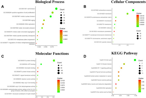 Figure 2 Functional and pathway enrichment analyses of the overlapping DEGs in ATC. (A) Biological Process (BP), (B) Cellular Component (CC), (C) Molecular Function (MF), (D) and KEGG pathway analyses. The x-axis represents the Q value, and the y-axis represents the GO term. The GO terms were measured by the rich factor, Q value, and number of genes enriched.