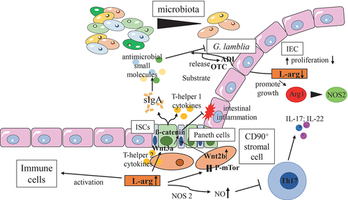 Figure 5. Effects of L-arg on commensal microbiota, the intestinal epithelium and mucosal immune homeostasis.