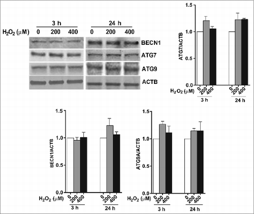 Figure 2. The effect of H2O2 on the expression of the autophagy-related proteins BECN1, ATG7, and ATG9 in ARPE-19 cells was determined by western blot. ACTB was used as an internal control. A representative protein gel blot is shown together with densitometric quantification from a mean of 3 experiments. Differences between groups were considered statistically significant when P < 0.05.