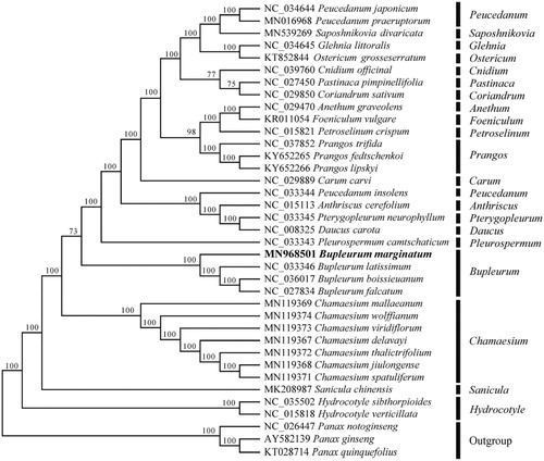 Figure 1. Neighbor-joining (NJ) tree of 34 species within the family Apiaceae based on the plastomes using three Araliaceae species as outgroups.