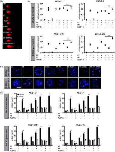 Figure 2. Higher induction of DNA damages in BRCA2-deficient cells after treatment with PARP1-i. (A) Different treatments have different effects on DNA damages. Representative cells of treated KB2P3.4 R are shown to demonstrate the effects of the comet assay. Scale bar indicates 10 μm. (B) Quantification of at least 100 cells was performed. Ionising radiation (RT) has a strong effect on induction DNA breaks, HT hardly induces any DNA breaks and PARP1-i is more effective in BRCA2-deficient cells than in BRCA2-proficient cells. Combinational treatments all have the ability to create DNA breaks, but the longest tails are observed after treatment including RT. Treatment with HT and PARP1-i has the most effects on BRCA2-deficient cells. (C) DNA DSBs can also be monitored with a γ-H2AX foci staining. Representative cells of treated KB2P1.21(R) illustrate the effects of various treatments, 24 h after treatment. (D) The bar graphs demonstrate the number of γ-H2AX foci, the induction of DSBs (30 min after treatment) and the remaining DSBs (24 h after treatment). γ-H2AX foci are counted for three independently performed experiments and per experiment a minimum of 100 cells were counted, which is presented by mean with the standard error of the mean. Scale bar indicates 5 μm. p values: *p < 0.05, **p < 0.01, ***p < 0.001.