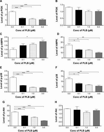 Figure S1 Effect of PLB treatment on phosphorylation levels of PI3K (A), AMPK (C), p38 MAPK (E), Akt (G), and mTOR (I) and the total levels of PI3K (B), AMPK (D), p38 MAPK (F), Akt (H), mTOR (J), LC3-I (K), and LC3-II (L) in PANC-1 cells determined by Western blotting assay. β-actin was used as the internal control. Data are the mean ± SD. *P<0.05, **P<0.01, and ***P<0.001 by one-way ANOVA.