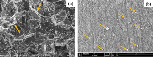 Figure 3. (a) Fractography and (b) FESEM image of superior sample.