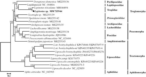 Figure 1. Phylogenetic relationships of psocids species inferred from nucleotide sequences of 11 PCGs and two rRNA genes of mitochondrial genomes based on the maximum-likelihood (ML) analysis. Numbers on branches are bootstrap support values. The accession numbers of each species are shown after the scientific name.