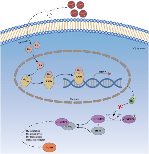 Figure 5. Schematic illustration of retinoic acid signaling inhibiting myogenesis by blocking MYOD translation in pig muscle stem cells.