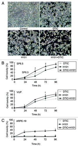 Figure 2. Cytotoxicity of combination treatment of H101 and DTIC on UM cells and normal cells. (A) morphological changes under light microscopy. SP6.5 cells were treated with DTIC, H101, and DTIC + H101, respectively. Original magnification × 200. (B) Cytotoxicity of DTIC, H101, and DTIC + H101 on SP6.5 (50 MOI + 5 µg/ml) and VUP cells (50 MOI + 2 µg/ml). Cells were subjected to the MTT assay at 24, 48, 72 and 96 h after treatment. (C) Human normal pigment epithelial cells ARPE-19 were treated exactly as above to evaluate the safety of the co-treatment. The results are representative of three independent experiments. *p < 0.05 compared with the DTIC or H101 treatment group.
