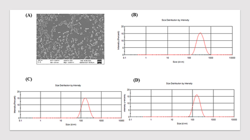 Figure 3 In vitro characterization of NPs. (A) SEM analysis of KIRCONG chim PEG (B–D) DLS size distribution of KIRCONG chim PEG (B), Ctrl PEG (C), Ctrl PEG-Val (D).