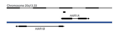 Figure 2. Simplified schematic of the HAR1 loci.The long noncoding RNA HAR1A is on the sense strand, and the long noncoding RNA HAR1B is on the antisense strand on chromosome 20. These divergently transcribed long noncoding RNAs have a region of overlap, containing the ‘accelerated’ 118bp HAR1. There is also a miscellaneous RNA overlapping with HAR1A.