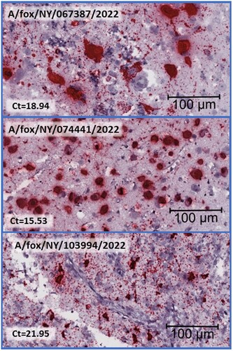 Figure 3. Histological brain sections subjected to Influenza A RNA-ISH at high magnification, size bar at 100 µm, and corresponding Ct value from the Influenza matrix RT-PCR is included. Clustered chromogenic staining indicates highly concentrated RNA signalling in brain lesions.