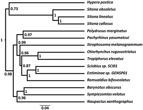 Figure 1. Phylogenetic tree of the Sitona obsoletus mitogenome with other published mitogenomes from the subfamily Entiminae and Hypera postica (Hyperinae) as an outgroup. Species’ mitogenome GenBank accession numbers are listed here according to their order in the figure from top to bottom: JN163953.1, MH814932, JN163948.1, MF594624.1, JN039360.1, MF807224.1, JN163949.2, JN163969.1, KX087368.1, JX412782.1, JX412810.1, KX087356.1, JN163950.1, MF383367.1 and NC_018354.1. Numbers near nodes indicates the posterior probability values for each and the scale bar shows the rate of substitution.