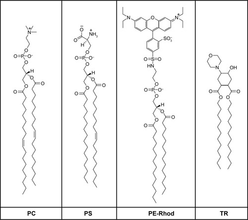 Figure 2 Chemical structures of the lipids.Abbreviations: PC, 1,2-dioleoyl-sn-glycero-3-phosphocholine; PS, 1-palmitoyl-2-oleoyl-sn-glycero-3-phospho-L-serine; PE-Rhod, 1,2-dioleoyl-sn-glycero-3-phosphoethanol-amine-N-(lissamine rhodamine B sulfonyl); TR, trans-4,5-didodecyloxycarbonyl-2-morpholinocyclohexanol.