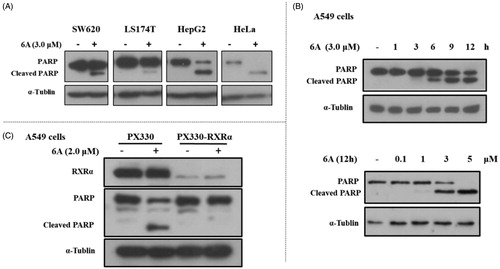 Figure 5. 6A-induced PARP cleavage in cancer cells. (A) SW620, LS174T, HepG2, and Hela cells were treated with 6A for 12 h and cell lysates prepared were analysed by Western blotting. (B) A549 cells were time- and dose- dependently treated with 6A for 12 h and cell lysates prepared were analysed by Western blotting for PARP cleavage. (C) A549 and RXRα-/- A549 cells were treated with 6A for 12 h and cell lysates prepared were analysed by Western blotting for PARP cleavage.