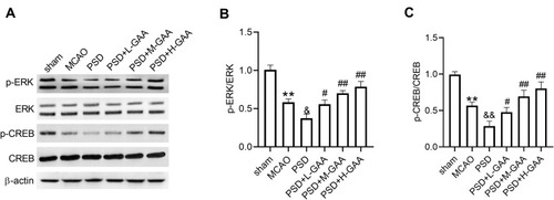 Figure 5 Impact of GAA on activation of the ERK/CREB pathway in PSD rats. (A–C) Western blotting for phosphorylation levels of ERK and CREB in hippocampus tissues. n=8. MCAO: stroke model; PSD: CUMS after MCAO; L-GAA: low dose (10 mg/kg) of GAA; M-GAA: median dose (20 mg/kg) of GAA; H-GAA: high dose (30 mg/kg) of GAA. **P<0.01 compared with the sham group; &P<0.05 and &&P<0.01 compared with the MCAO group; #P<0.05 and ##P<0.01 compared with the PSD group.
