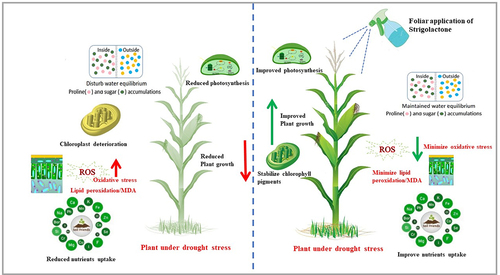 Figure 7. A theoretical scheme represents two different mechanisms of maize plants under drought stress (60% field capacity) with and without foliar application of synthetic analogue of strigolactones (GR24). Drought stress adversely affects the morphological, biological, and physiological characteristics of the maize plant, resulting in minimizing the uptake of the essential nutrients, disturbing water equilibrium, enhancing the oxidative stress, and deteriorating the organelles’ structure, i.e., mitochondria and chloroplast, which ultimately reduced the photosynthesis activity and plants growth. The plant cells are not adequately protected by this stress-responsive mechanism, which causes excessive MDA release from reactive oxygen species-damaged cells. The situation can be the exact opposite in the case of maize plants whose leaves have been exposed to the foliar application of synthetic analogue of strigolactones (GR24). GR24 induced stomatal closure to prevent evapotranspiration and mediate stress-responsive pathways to lessen cell damage during drought stress, which helps to enhance and stabilize the chlorophyll pigments and osmolytes accumulation, which results in improved photosynthesis activity, reduced oxidative stress, and ultimately improved the yield of the plant.