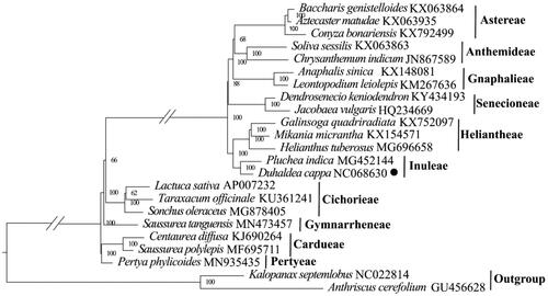 Figure 3. Maximum-likelihood phylogeny of Duhaldea cappa and related taxa based on 23 complete chloroplast genomes. The numbers on the branches represent the bootstrap values based on 1000 replicates. The sequences used for tree construction are as follows: Baccharis genistelloides (KX063864; Vargas et al. Citation2017), Aztecaster matudae (KX063935; Vargas et al. Citation2017), Conyza bonariensis (KX792499; Wang et al. Citation2018), Leontopodium leiolepis (KM267636), Anaphalis sinica (KX148081), Chrysanthemum indicum (JN867589), Soliva sessilis (KX063863; Vargas et al. Citation2017), Jacobaea vulgaris (HQ234669; Doorduin et al. Citation2011), Dendrosenecio keniodendron (KY434193), Galinsoga quadriradiata (KX752097; Wang et al. Citation2018), Mikania micrantha (KX154571; Huang et al. Citation2016), Helianthus tuberosus (MG696658), Pluchea indica (MG452144; Zhang et al. Citation2017), Lactuca sativa (AP007232), Taraxacum officinale (KU361241), Sonchus oleraceus (MG878405; Hereward et al. Citation2018), Saussurea tanguensis (MN573457), Saussurea polylepis (MF695711; Yun et al. Citation2017), Centaurea diffusa (KJ690264), Pertya phylicoides (MN935435; Wang et al. Citation2020), Anthriscus cerefolium (GU456628; Downie and Jansen Citation2015), Kalopanax septemlobus (NC022814; Li et al. Citation2013). The circle represents newly sequenced species (Duhaldea cappa genbank No. NC068630).