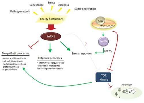 Figure 1. Sucrose Non-fermenting 1 (SNF1) related kinases (SnRKs) appear as central regulators of energy and stress signaling pathways in plants. Direct or indirect regulation of autophagy by this family of kinases remains to be elucidated.