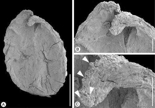 Figure 6 Bicarpellate gynoecium ofLusicarpus planatus. SEM‐micrographs. S153149, sample Vale de Agua 329. A. Lateral view of gynoecium. B. Stylar region of gynoecium. C. Detail of style showing ventral stigma and tricolpate‐striate pollen grains (arrowheads) embedded in secretion. Scale bars – 500 µm (A); 100 µm (B, C).