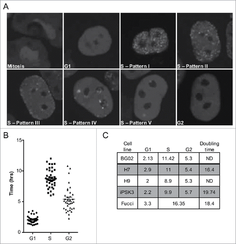 Figure 3. An improved imaging system for live cell imaging studies of replication in hPSCs. (A) Panels from a live-cell-imaging video of RFP-PCNA expressing hPSCs with deduced cell cycle position indicated. Mitosis can easily be detected by drastic morphological changes to nuclei. G1 phase cells lack PCNA foci but PCNA foci are readily detectable upon entry into S phase. The 5 distinct spatial temporal foci patterns observed in hPSCs are indicated in the panels. G2 phase cells can be detected either by the disappearance of replication foci, or based on subsequent entry into mitosis. (B) Individual cell cycle phase lengths recorded from live-cell imaging videos of RFP-PCNA expressing H9 hPSCs. (C) Table of the cell cycle parameters for cell lines examined. Numbers indicate hours for each phase.