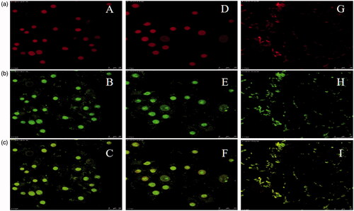 Figure 5. CLSM images. Row (a) Propidium iodide (63×): A (R8-FAM, 50 µM), D (R8-FAM, 25 µM) and G (Mem-R8-FAM/E8, 50 µM). Row (b) Fluorescent (63×): B (R8-FAM, 50 µM), E (R8-FAM, 25 µM) and H (Mem-R8-FAM/E8, 50 µM). Row (c) Merged: C (R8-FAM, 50 µM), F (R8-FAM, 25 µM) and I (Mem-R8-FAM/E8, 50 µM).