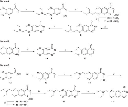 Scheme 1.  Synthesis of 4-chloroquinazoline derivatives 6, 10, and 18. Reagents and conditions: (i) ClCH2CH2N(CH2CH3)2.HCl, K2CO3, acetone, reflux, 3 h; (ii) SnCl4, HNO3, CH2Cl2,–25°C, 4 h; (iii) Raney Ni, H2, MeOH, rt, 16 h; (iv) HCOONH4, HCONH2, 140°C, 16 h; (v) POCl3, 120°C, 2 h; (vi) NaOMe, formamide, DMF/MeOH, 110°C, 4 h; (vii) SOCl2, MeOH, 0°C at refluxing, 3 h.