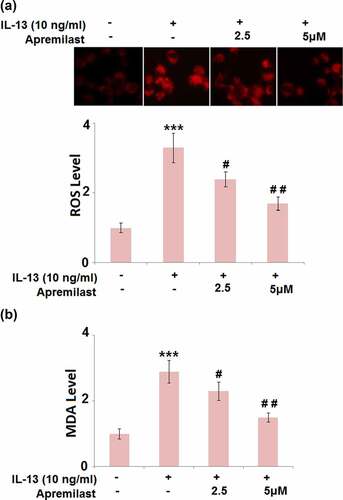 Figure 2. Apremilast attenuated IL-13-induced oxidative stress in hNECs. Cells were stimulated with IL-13 (10 ng/ml) in the presence and absence of Apremilast (2.5, 5 μM) for 24 hours. (a). The levels of ROS; (b). The levels of MDA (***, P < 0.001 vs. vehicle group; #, ##, P < 0.05, 0.01 vs. IL-13 group)