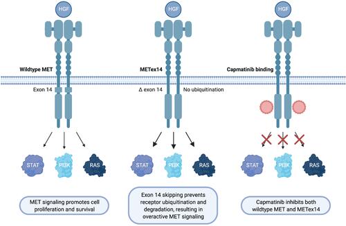 Figure 1 Capmatinib selectively targets MET on NSCLC tumor cells, inhibiting both wildtype and METex14 which lacks ubiquitination sites required for receptor degradation.