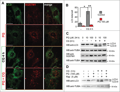 Figure 3. Reduction in the number of LC3 dots by PQ is not due to accelerated autophagic flux. (A) U373 cells were treated or untreated with 100 μM PQ for 24 h and with or w/o chloroquine (CQ, 25 μM) for 4 h before fixation with paraformaldehyde. A representative confocal image (extended focus of 5-μm deep stack) for each treatment and staining is shown. Bar: 25 μm. (B) Mean number of LC3 vesicles per cell +/− SEM, calculated on n = 6 images per treatment, from 3 independent experiments described in (A). Statistical analysis was performed by Mann-Whitney test, n = 6, *P < 0.05, **P < 0.01. (C) WB analysis of LC3-II and SQSTM1 in U373 cells treated as in (A) and exposed to 10 and 100 uM PQ, +/− CQ (25 μM) added 6 h before lysis. (D) PQ blocks rapamycin-induced autophagy in U373 cells. 5 μM rapamycin (Rap) +/− PQ was applied for 24 h. The autophagy flux was blocked by 25 μM CQ applied 3 h before lysis and LC3 levels were analyzed in CQ-treated and untreated cells.