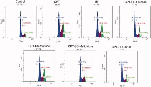 Figure 6. Effect of CPT-GL NSp on HepG2 cell cycle. Blue area is the G1-phase, purple area is the S-phase, green area is G2-phase.