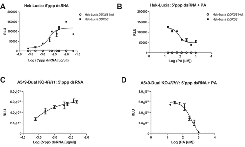 Figure 2. DDX58 activity is inhibited by Palmitic acid (A) HEK-Lucia DDX58 and HEK-Lucia DDX58 Null lines were seeded in a 384 well plate and treated with 5ʹpppdsRNA beginning at 0.00025 μg/ml final well to final concentration of 0.02 μg/mL or Palmitic acid beginning at 0 μM to a final well concentration of 1000 μM (B) for 24 h before measuring the IFN-induced Lucia luciferase content of the supernatant. (C) A549 IFIH1 KO cells were also used to look at DDX58 activity. A549 IFIH1 KO cells were treated with DDX58 ligand 5ʹ-ppp-dsRNA for 24 h and Lucia luciferase content was measured (D) A549 IFIH1 KO cells were treated with increasing dose of palmitic acid (0 μM- 1000 μM) for 24 h followed by measurement of luciferase content. Experiments were done at least three times, dose-dependent curves were done for each biological replicate.